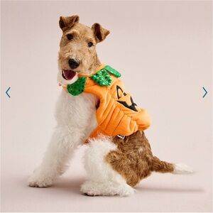 Halloween Dog Pumpkin Outfit - Pet Pumpkin Costume